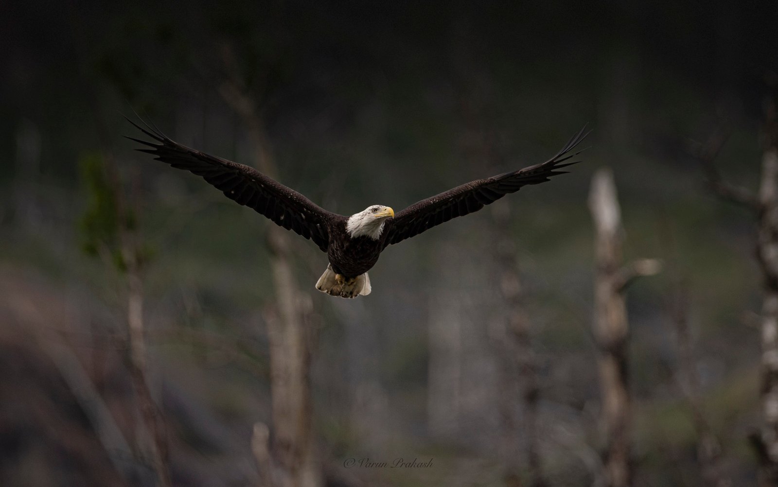 Bald eagle in flight against a dark, out-of-focus background.