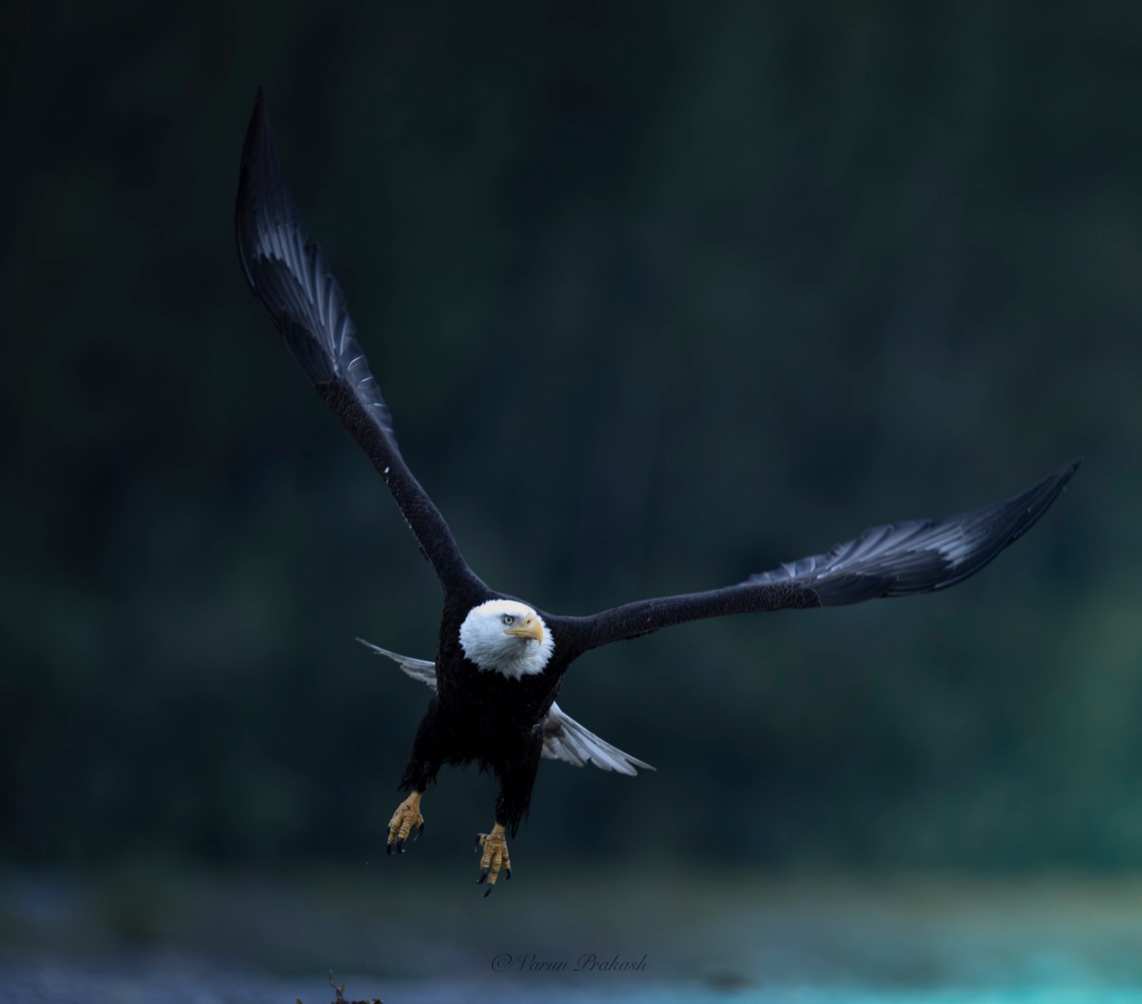Bald eagle in flight with wings raised, dark green forest background.