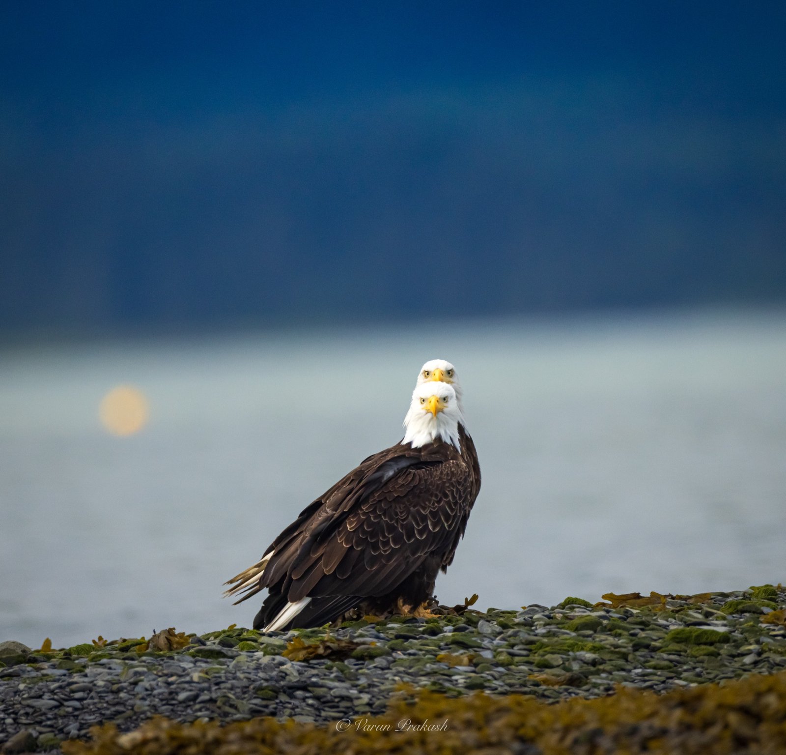 Two bald eagles standing together on a rocky, pebbled shore, both looking toward the camera.