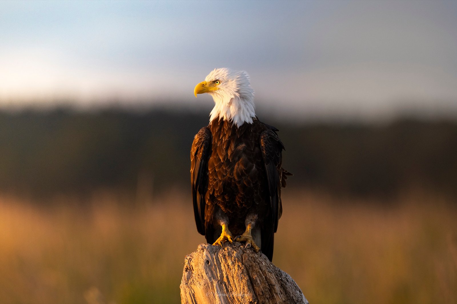 Bald eagle perched on a stump in warm, golden-hour light.