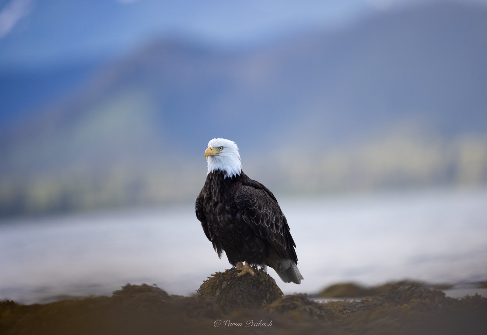 Bald eagle perched on a seaweed-covered rock, mountains and water in the background.