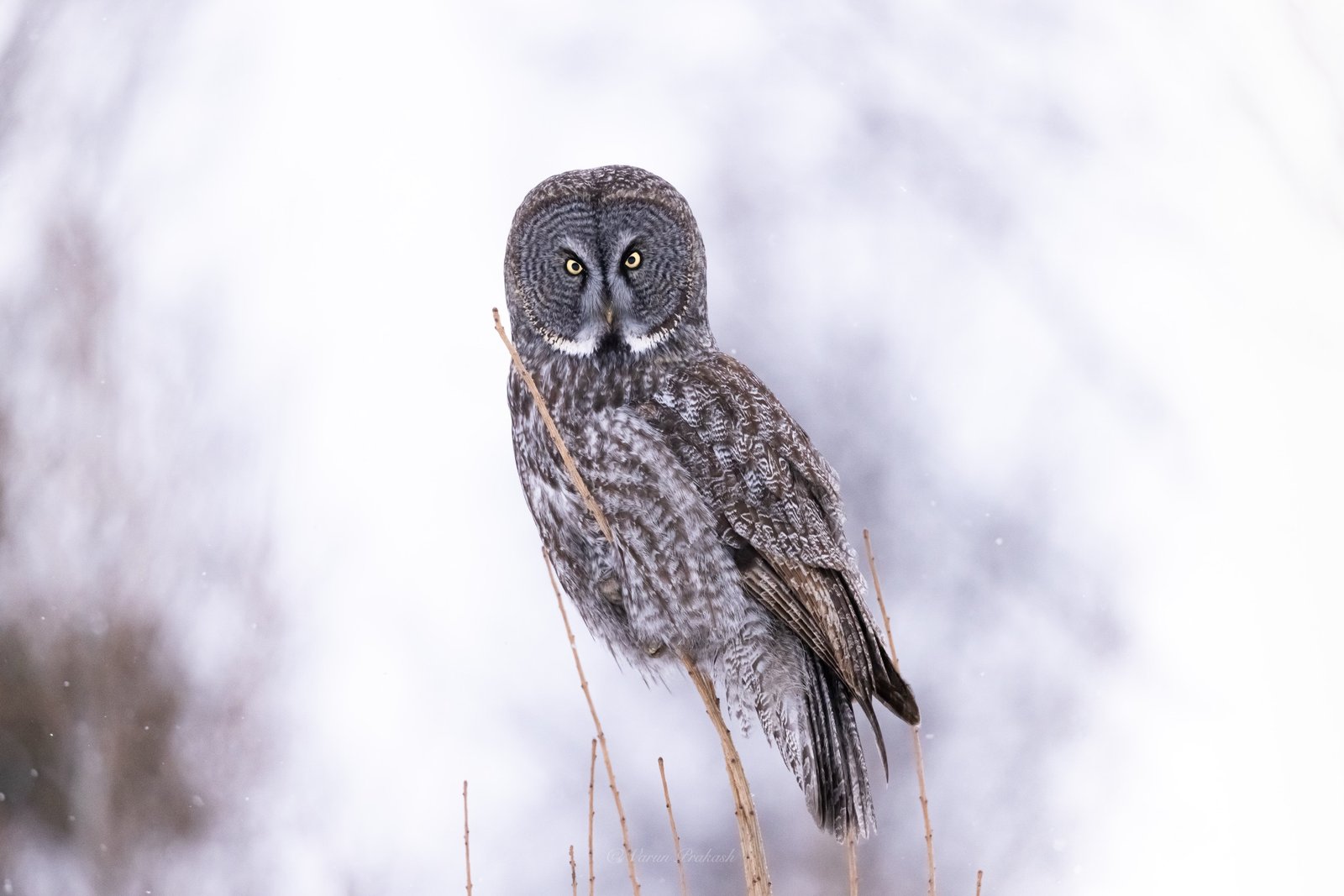Great grey owl perched on a branch in falling snow, looking toward the camera.