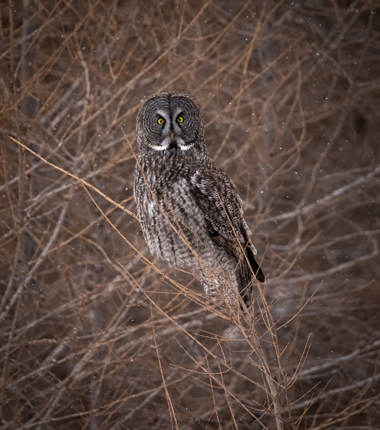 Great grey owl perched in dry brush at dusk, looking back over its shoulder.