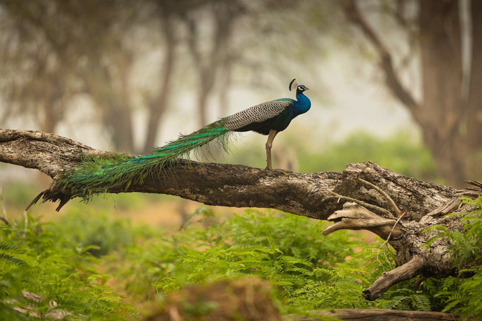 Indian peacock standing on a fallen log, full iridescent tail train trailing behind it, forest in the background.
