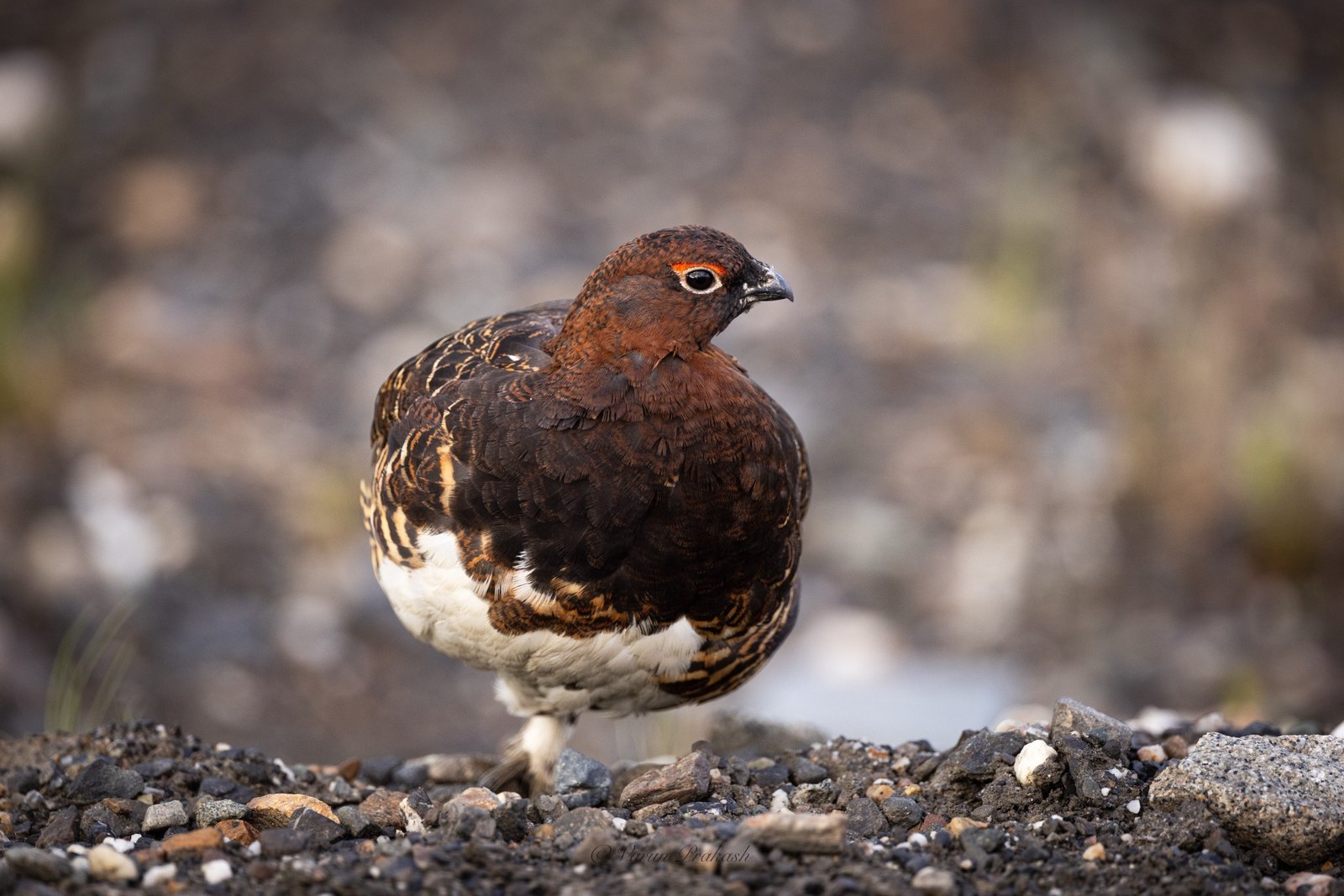 Willow ptarmigan standing on gravel ground, mottled brown plumage.