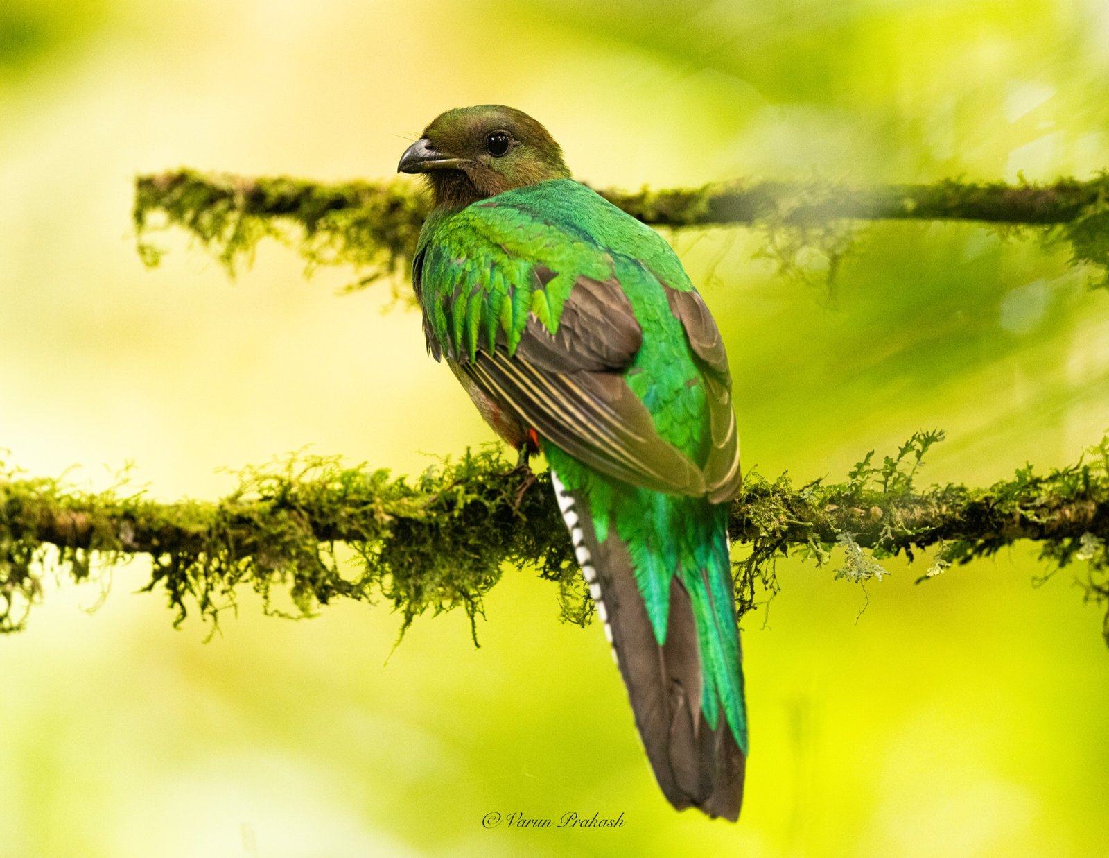 Resplendent quetzal perched on a moss-covered branch in cloud forest, iridescent green plumage.