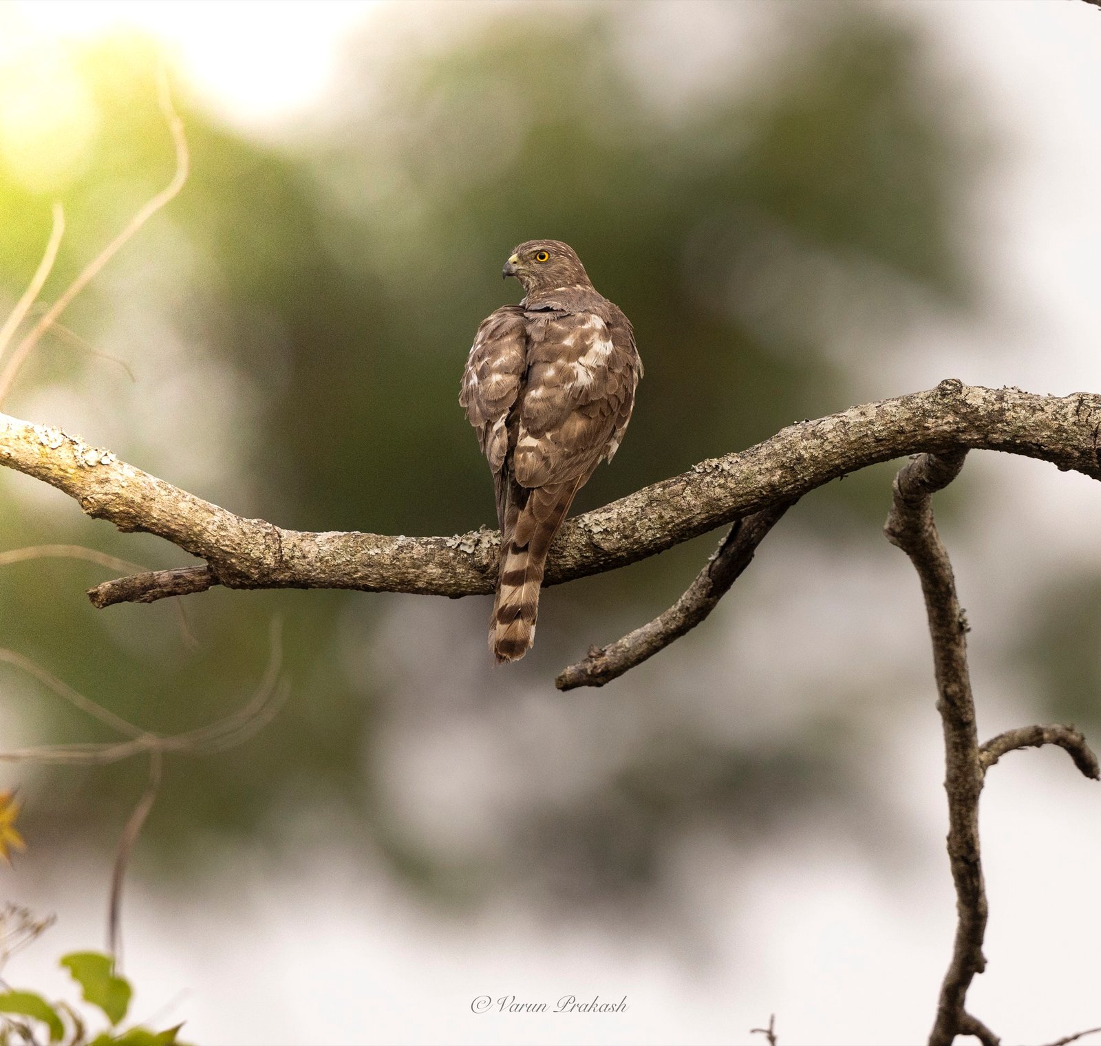 Shikra perched on a branch, looking back over its shoulder, barred tail visible.