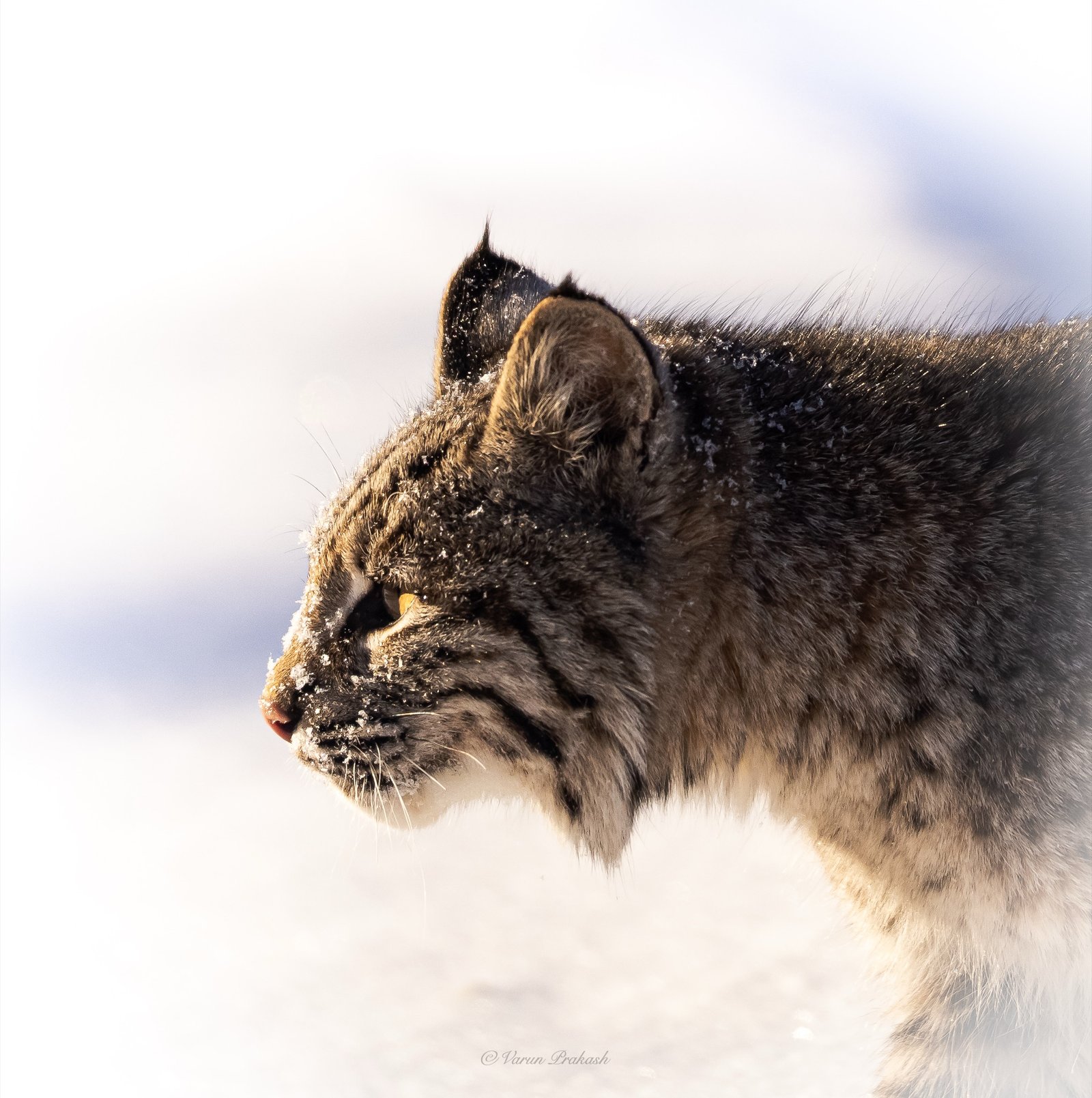 Bobcat in profile against a snowy background, ear tufts and whiskers visible.