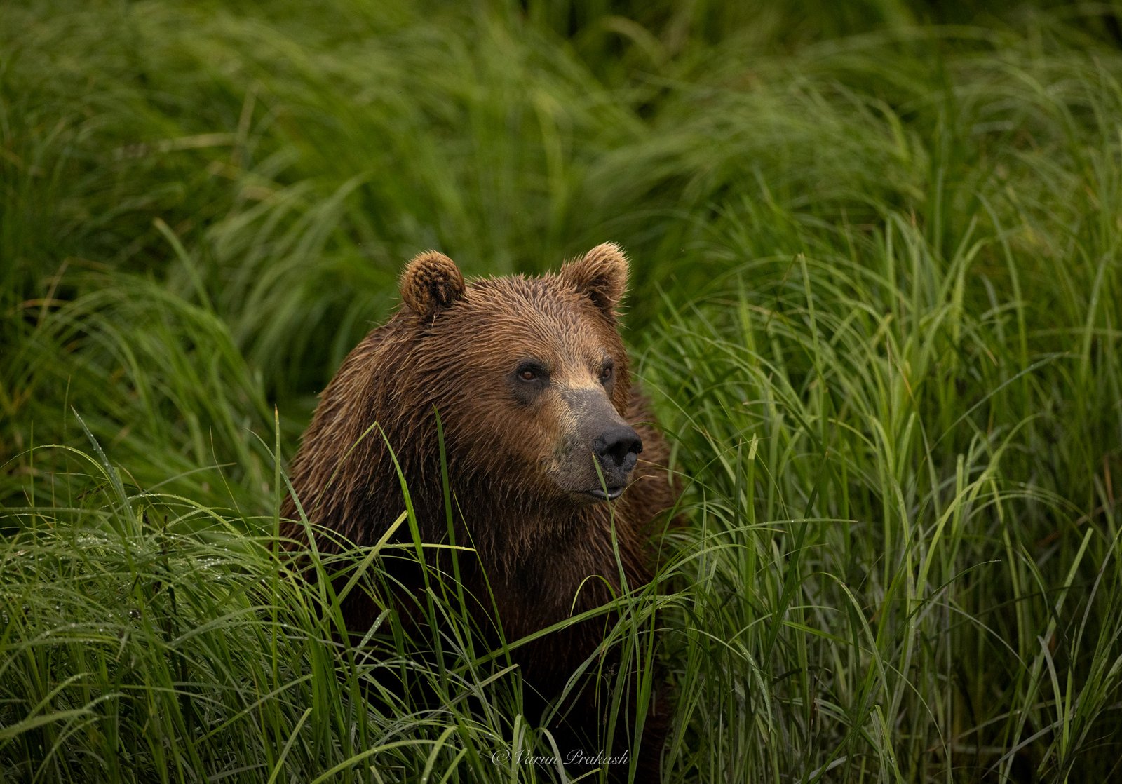 Brown bear cub standing in tall green grass, looking toward the camera.