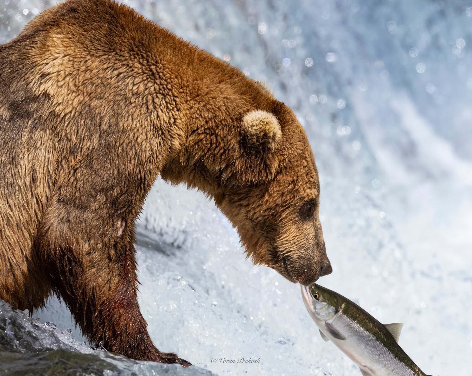 Brown bear catching a salmon at a waterfall, second angle.