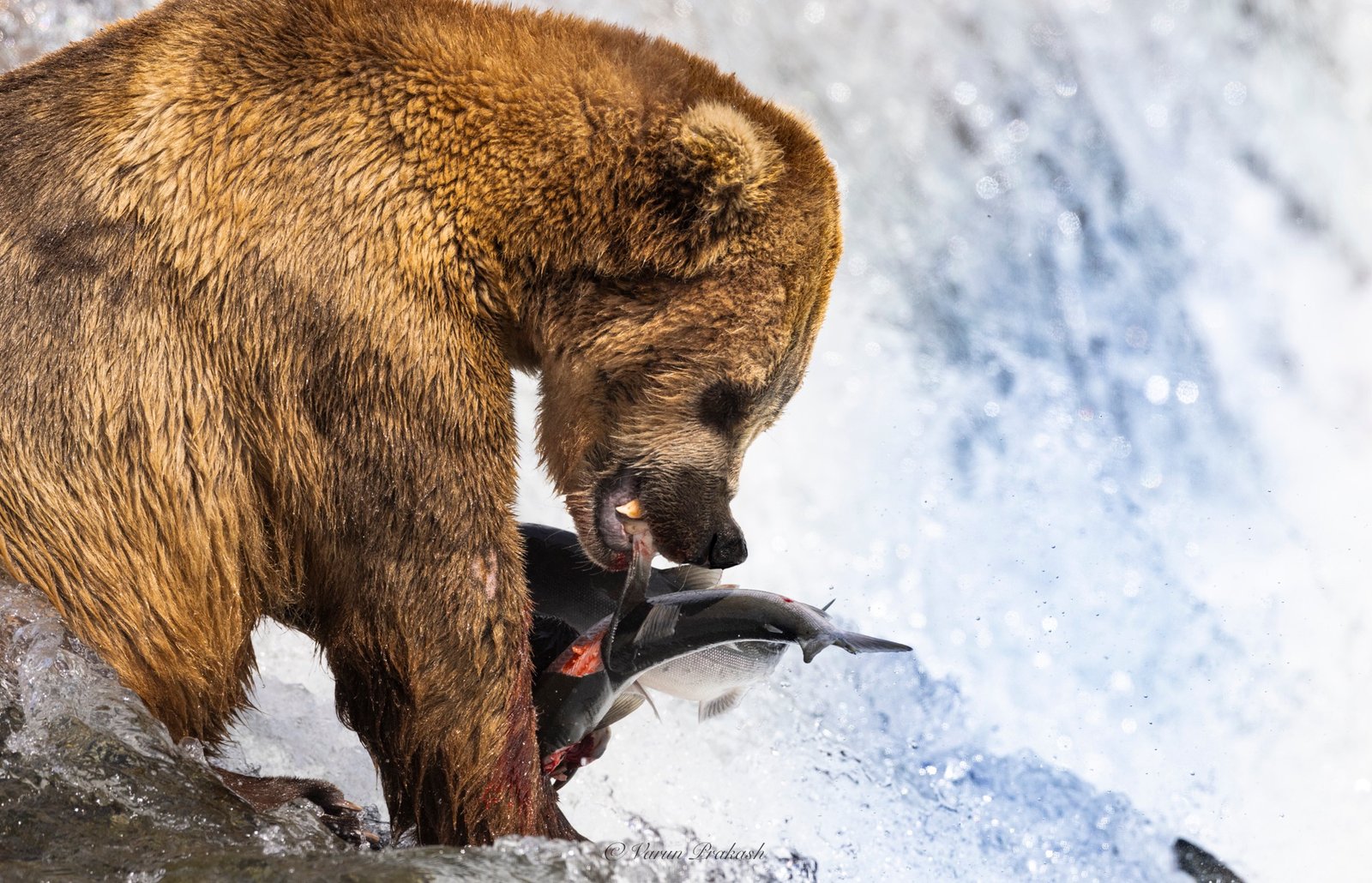 Brown bear biting into a salmon at a waterfall, close view.