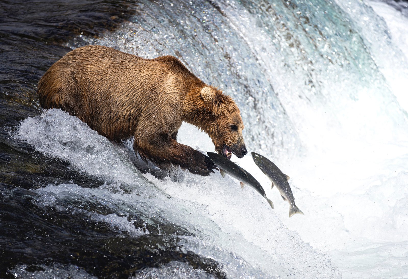 Brown bear catching two salmon at once at a waterfall.