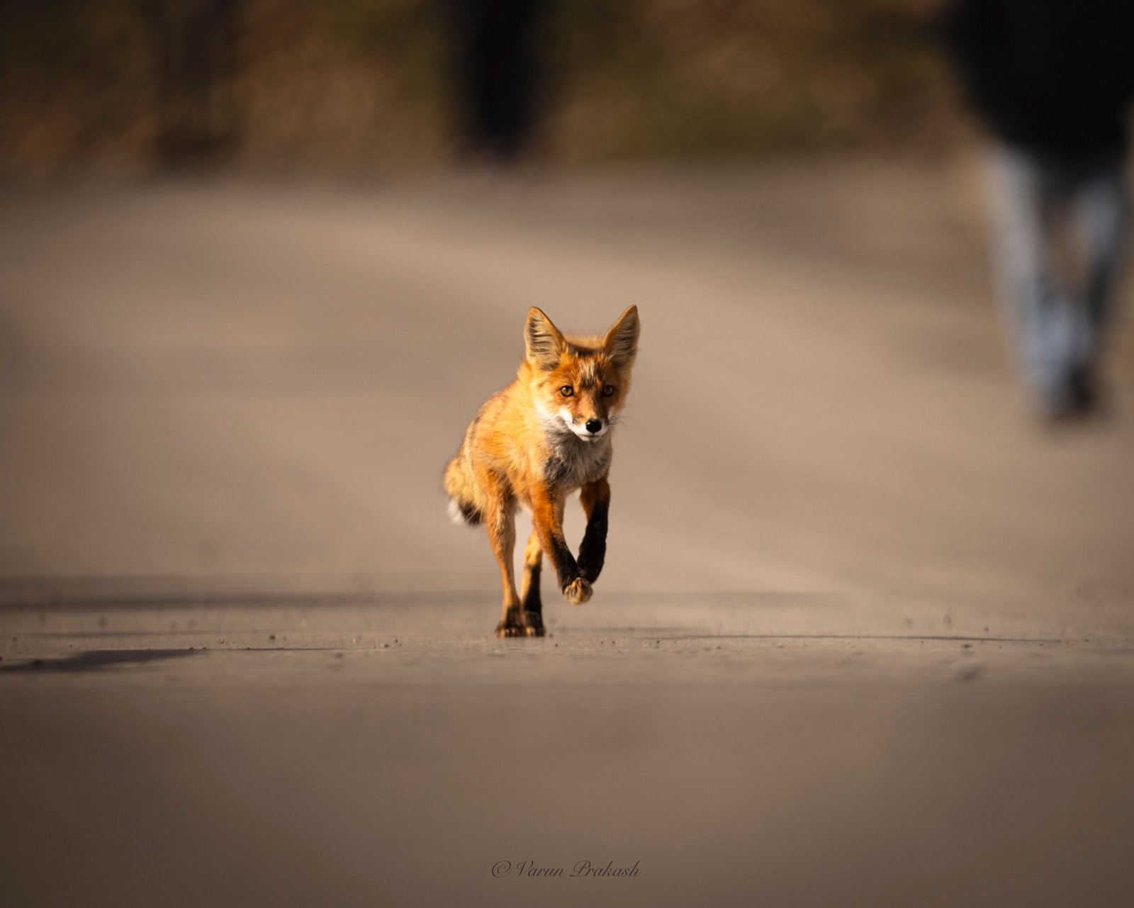 Red fox running toward the camera along a paved path.