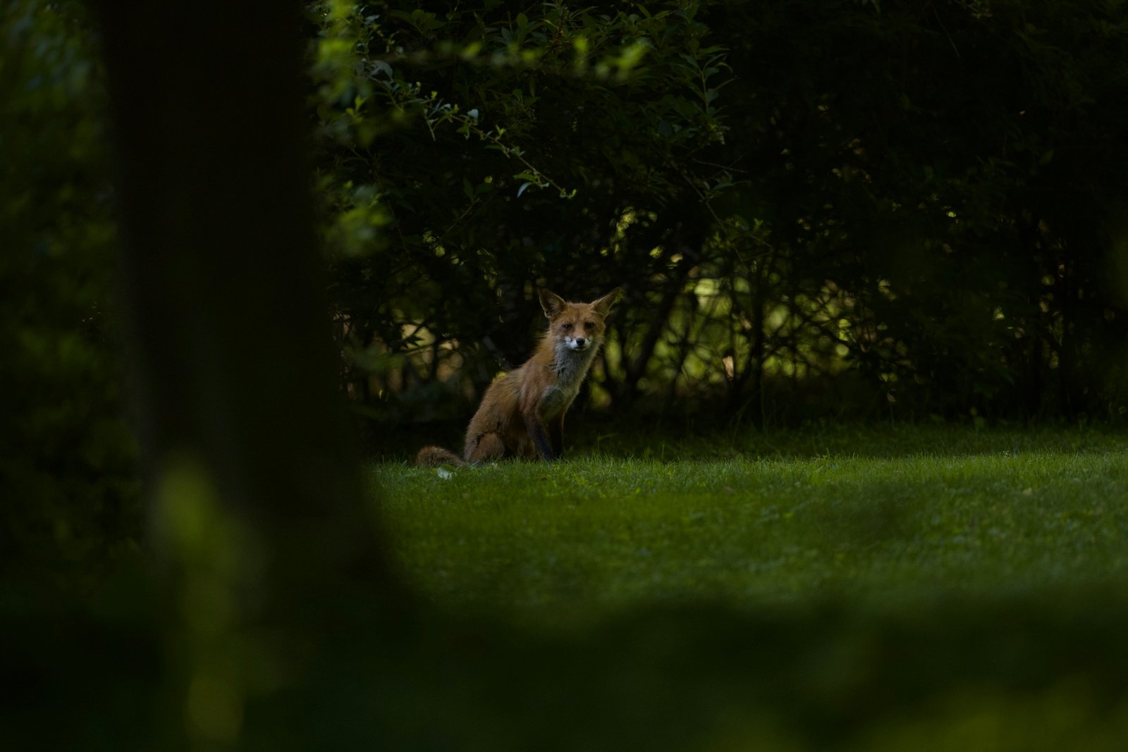 Red fox sitting alert in a shaded, grassy clearing at dusk.