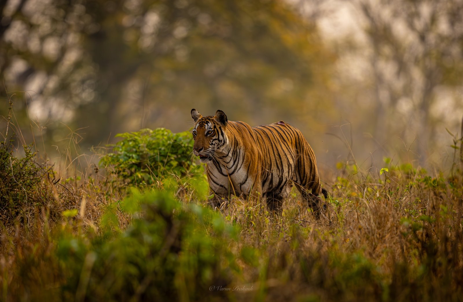 Bengal tiger walking through tall grass, forest behind it.