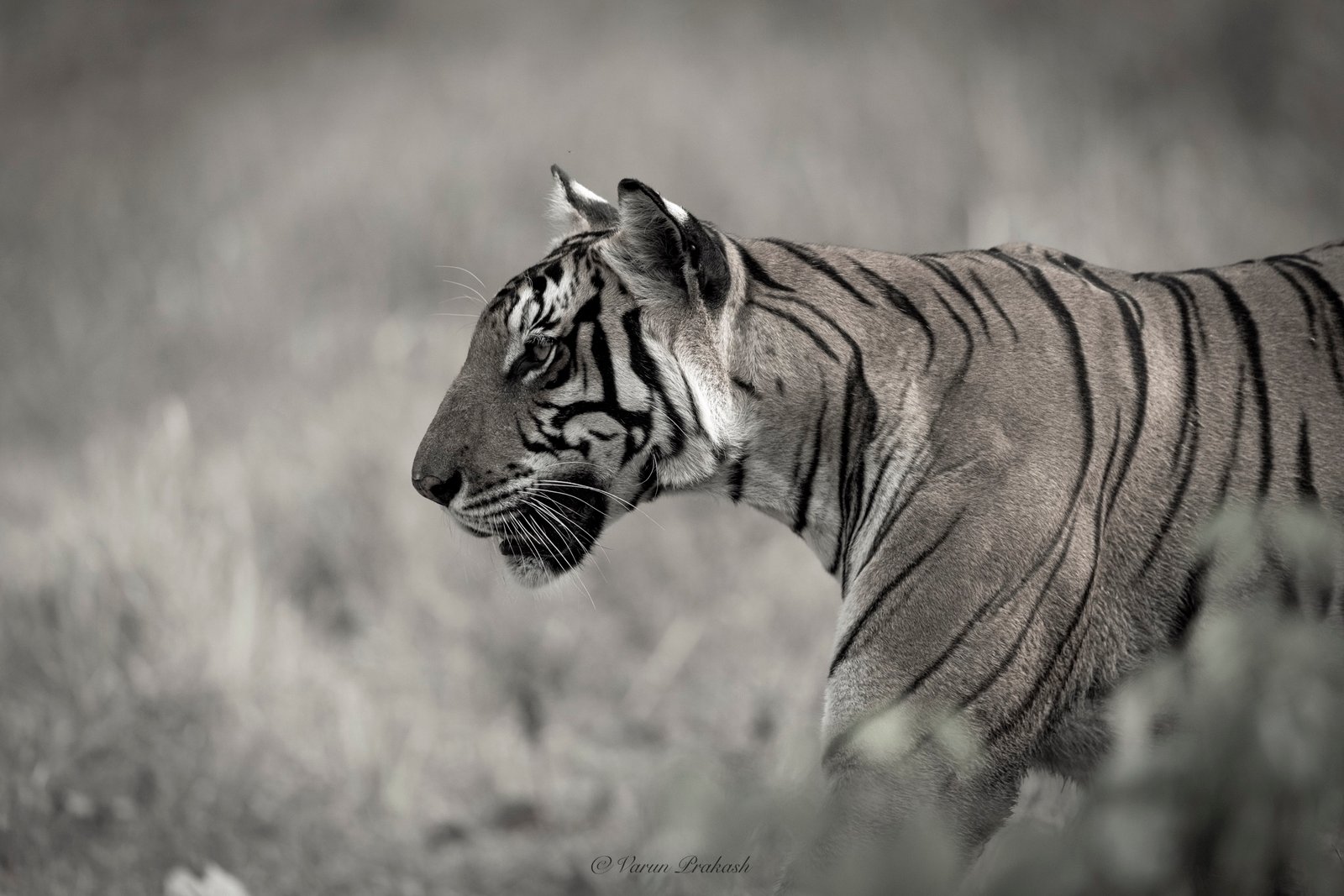 Black and white profile portrait of a Bengal tiger walking through grass.