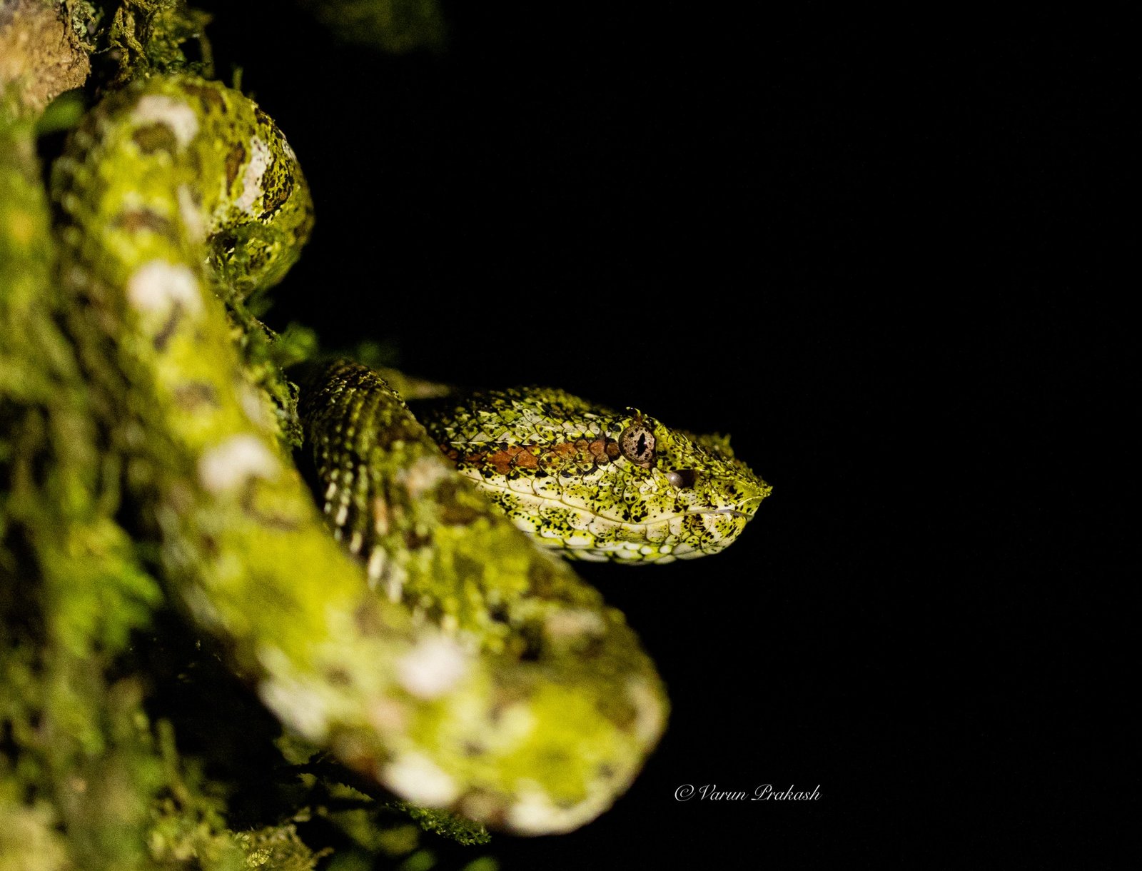 Eyelash viper coiled on a moss-covered branch at night, mottled green and brown scales.